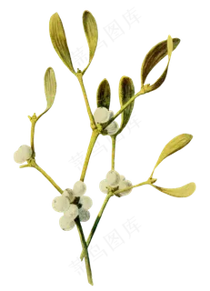 手绘一枝小白花透明装饰素材