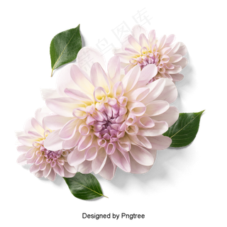 美丽的鲜花花瓣美丽的鲜花花瓣