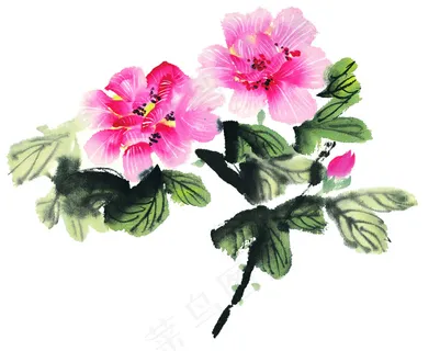 牡丹绘画 牡丹绘画