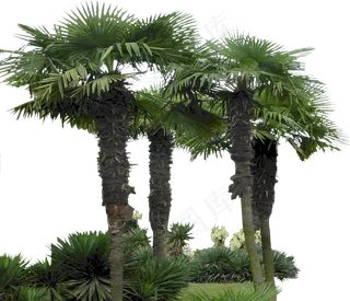 百款园林景观热带树PNG免扣素材