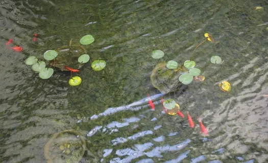 室内水景中的金鱼图片 室内水景中的金鱼图片
