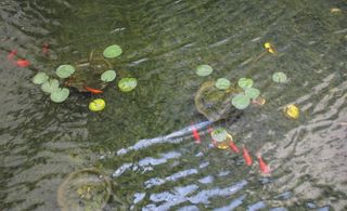 室内水景中的金鱼图片