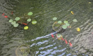 室内水景中的金鱼图片