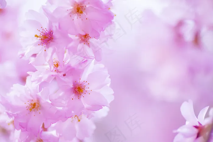 美丽的粉色樱花图片