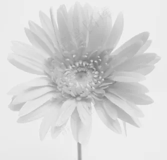 花图片 花图片
