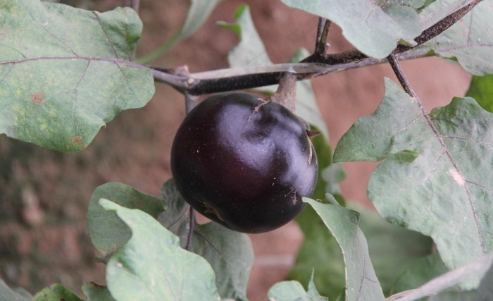 大棚蔬菜圆茄子图片