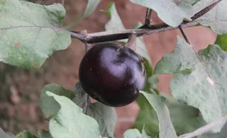 大棚蔬菜圆茄子图片