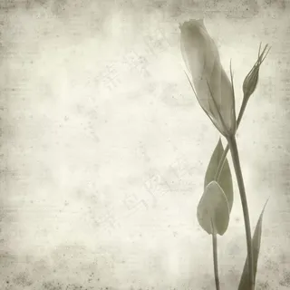 {淡雅植物}高清图片