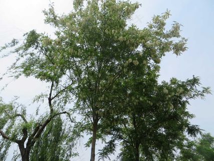 白槐花图片 白槐花图片