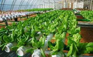 沙莫日光温室生态棚图片