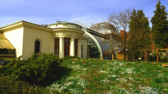 草地上的白色花朵图片