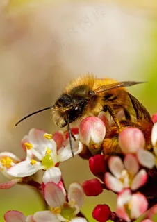 蜜蜂图片 蜜蜂图片
