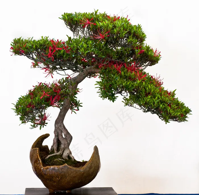 一棵盆景图片