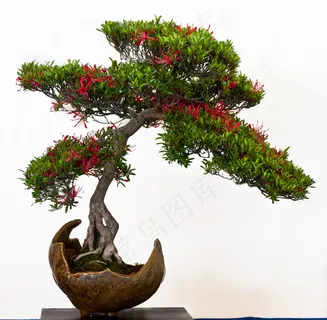 一棵盆景图片 一棵盆景图片