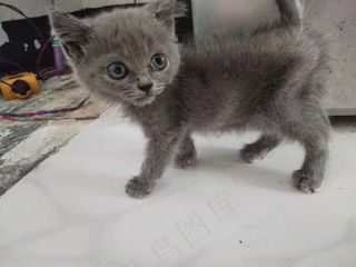 白色清新风宠物猫咪实拍摄影图