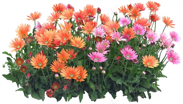 高清免抠植物非洲菊
