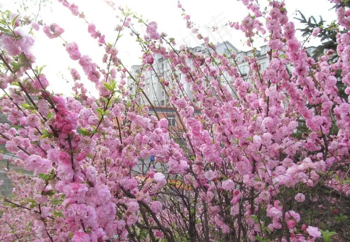 桃花图片