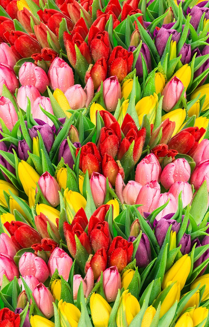 郁金香花束背景图