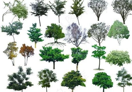 树木图片