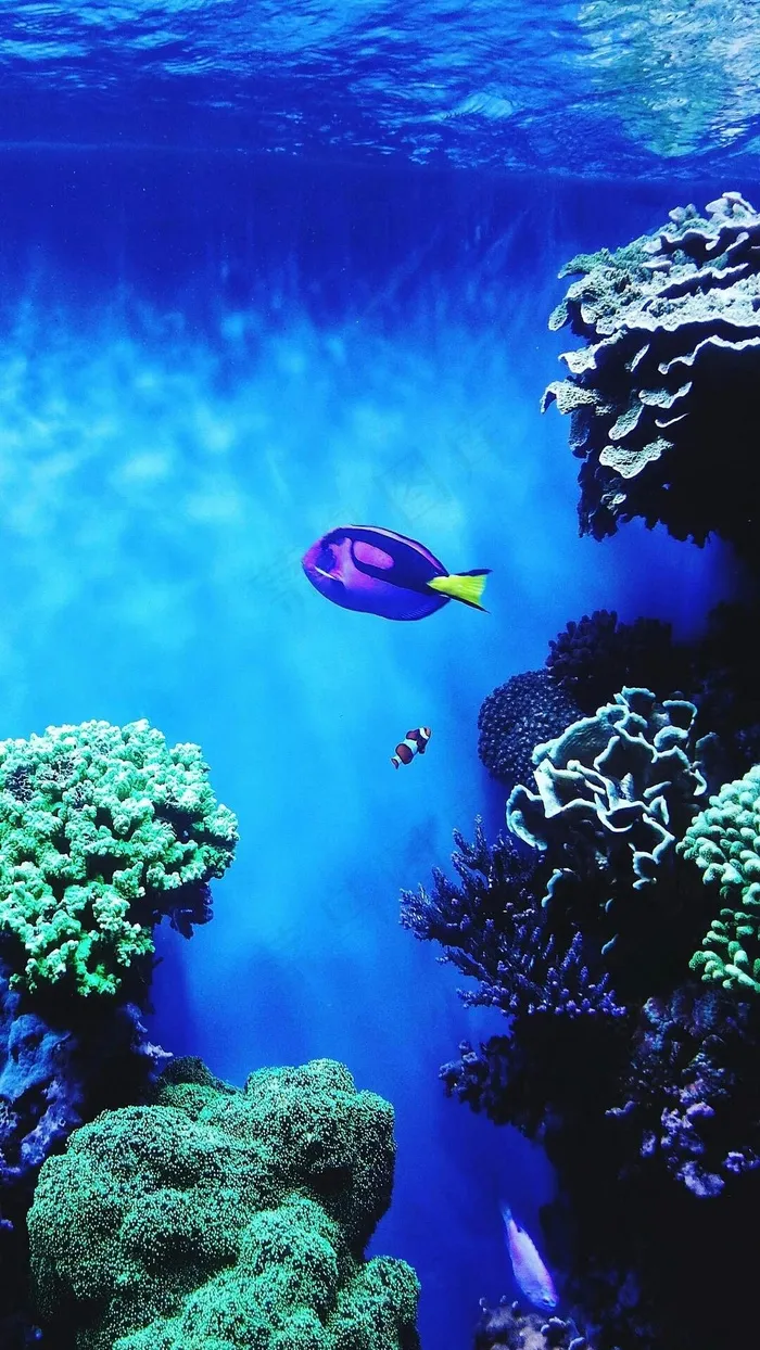 海底里的鱼高清摄影图片