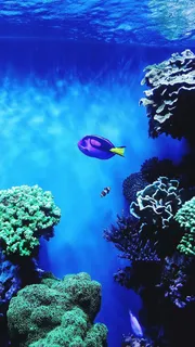 海底里的鱼高清摄影图片 海底里的鱼高清摄影图片