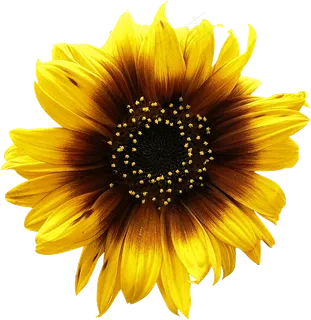 高清向日葵PNG透明免扣素材