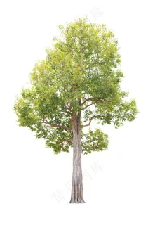 精美PSD免扣植物素材下载