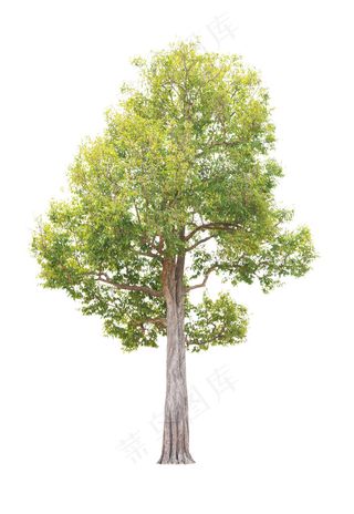 精美PSD免扣植物素材下载