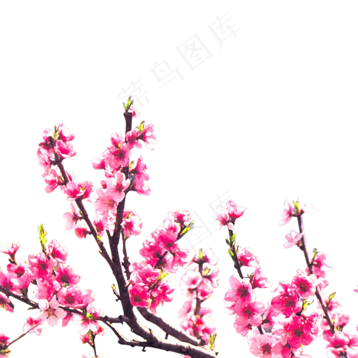 免扣透明背景粉红色浪漫花卉花朵元素