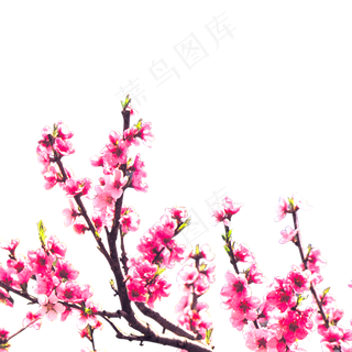 免扣透明背景粉红色浪漫花卉花朵元素