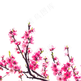 免扣透明背景粉红色浪漫花卉花朵元素