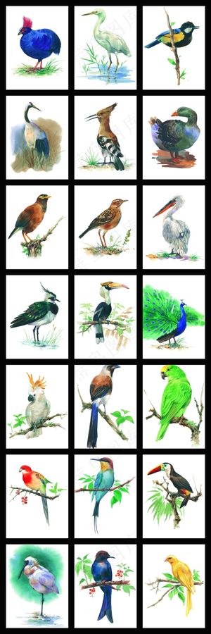 鸟类飞禽素材收集绘画五颜六色小鸟仙...