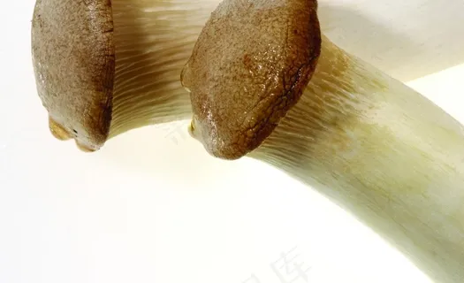 蘑菇 菌菇图片 蘑菇 菌菇图片