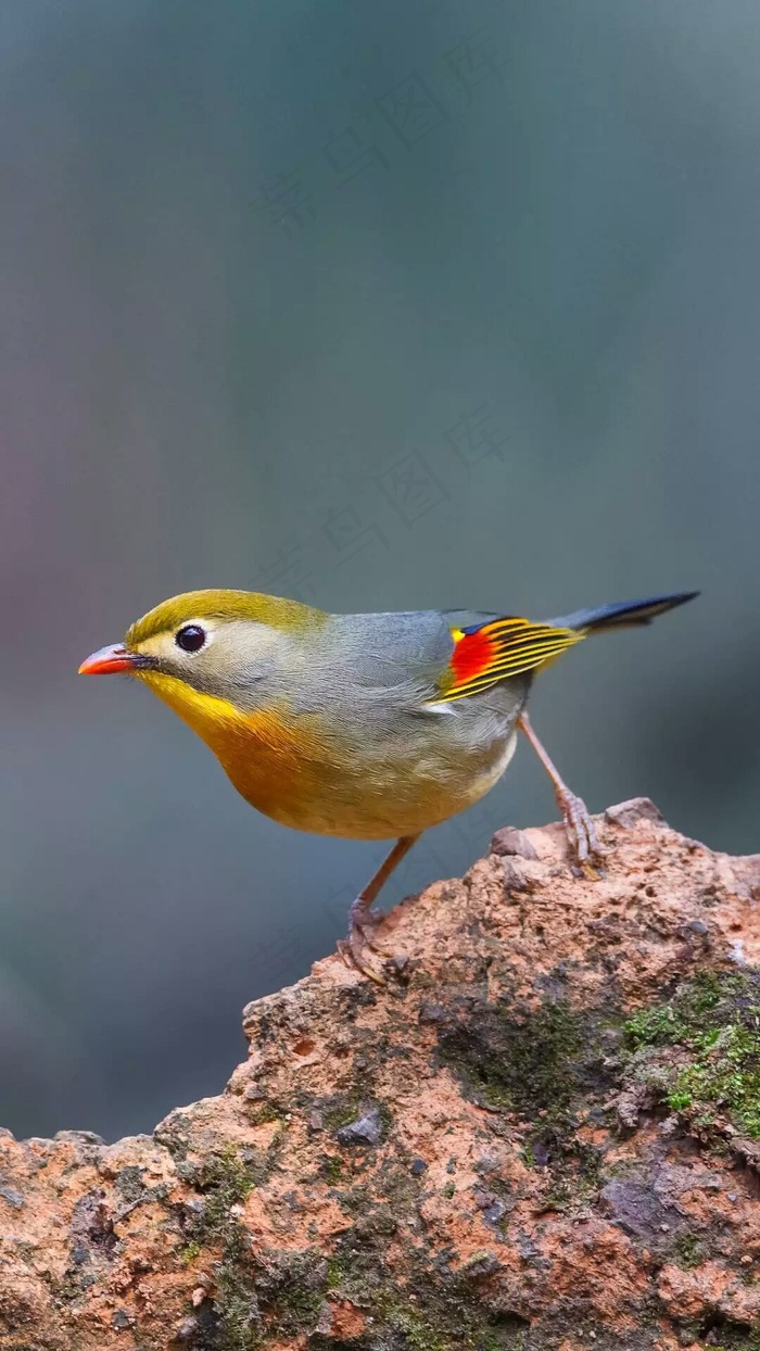 小鸟高清摄影图片