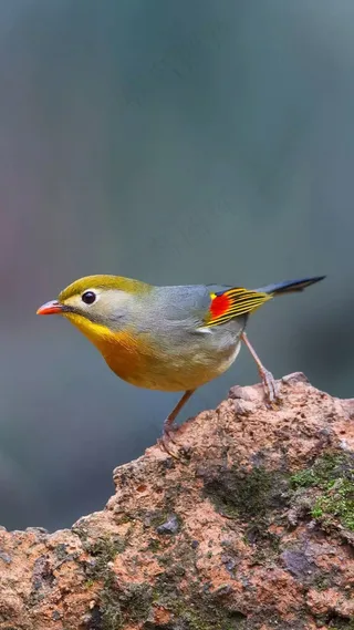 小鸟高清摄影图片