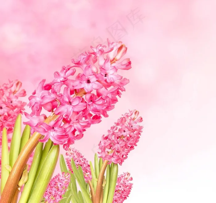 春天粉色野花图片