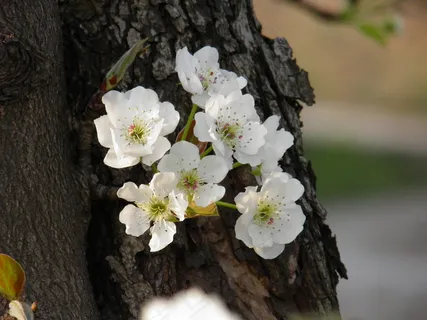 春天 梨花 花朵写真 高清