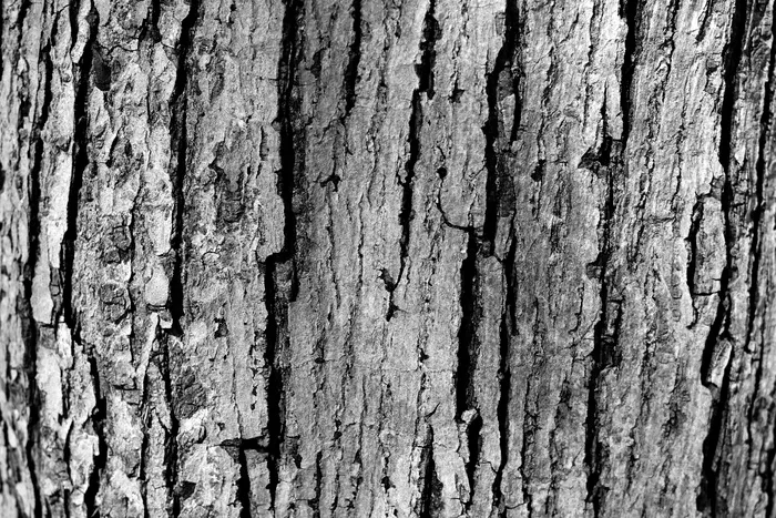 黑色和白色的树皮纹理3