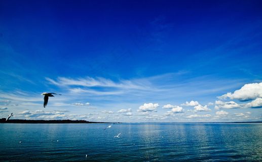 海鸥图片 海鸥图片