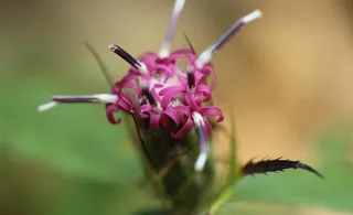 中草药白术图片