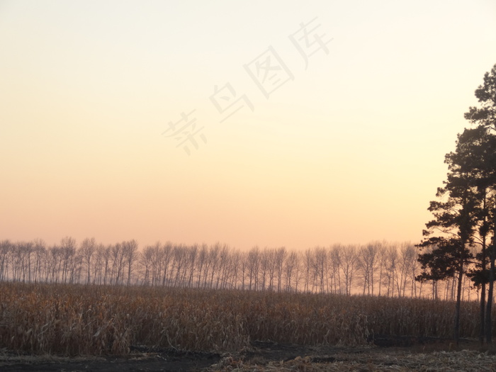 小麦地图片