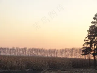 小麦地图片