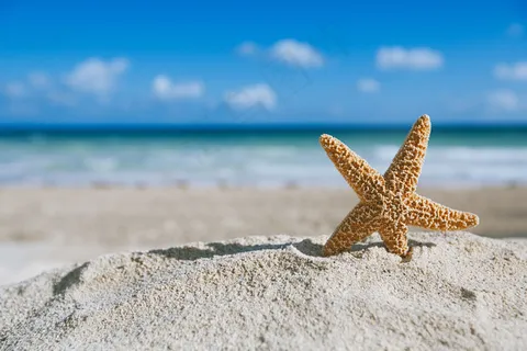 海星图片 海星图片