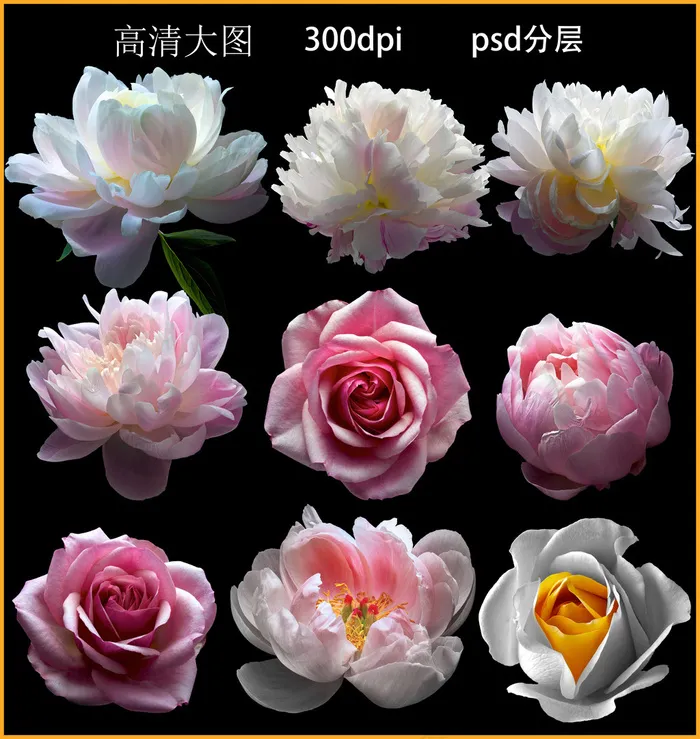 摄影花卉psd模版下载