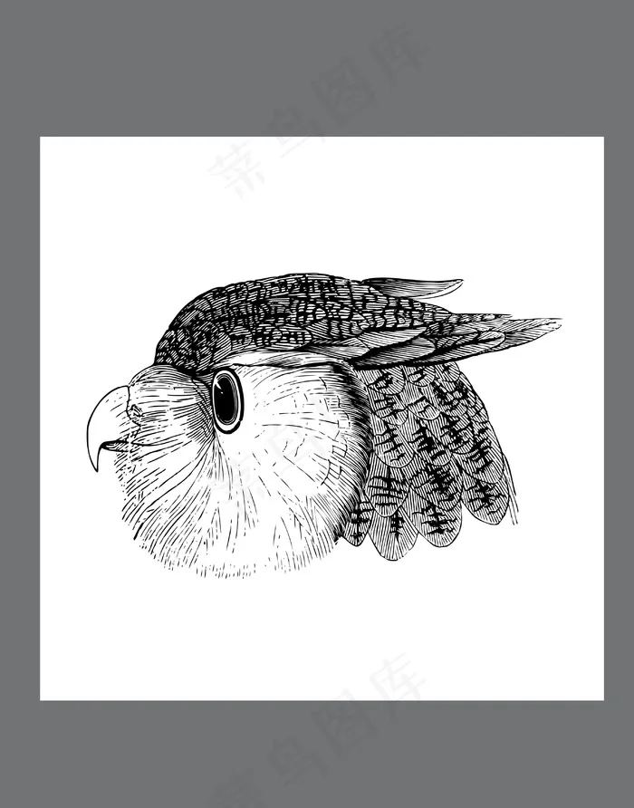 手绘动物简笔插画鹰手绘鹰