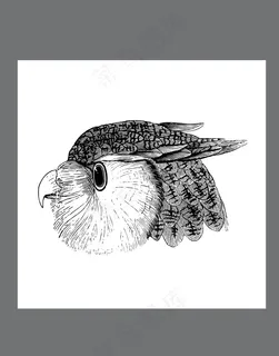手绘动物简笔插画鹰手绘鹰 手绘动物简笔插画鹰手绘鹰