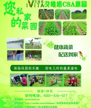 绿色蔬菜海报图片