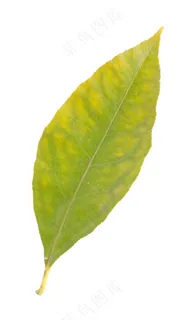 柠檬叶