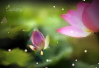 荷韵莲花香psd分层摄影模版图片