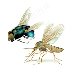蚊子昆虫